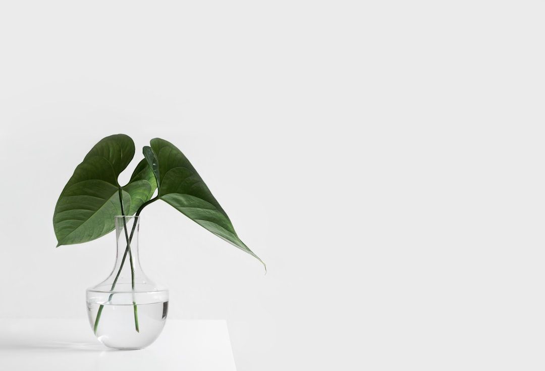 Eine klare Glasvase mit Wasser enthält einige große, grüne Blätter vor einem schlichten, hellgrauen Hintergrund und ruft die minimalistische Schönheit hervor, die an die ruhigen Landschaften Aachens erinnert.