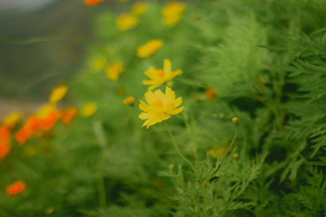 Nahaufnahme von gelben Blumen auf einer Wiese bei Aachen, umgeben von üppigem grünem Laub und verstreuten orangefarbenen Blumen im Hintergrund.