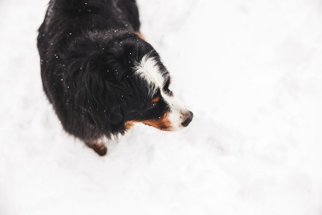 Ein Hund mit schwarz-weiß-braunem Fell steht im Schnee bei Aachen und blickt zur Seite.