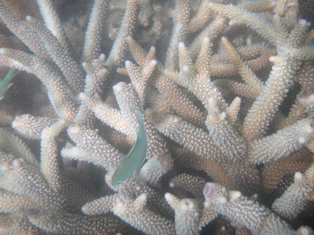 Unterwasserbild eines kleinen Fisches, der durch verzweigte Korallen in der Nähe von Aachen schwimmt. Die Koralle hat eine knotige Textur und variiert in der Farbe von blassbeige bis hellbraun.