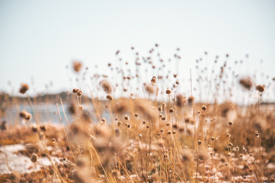 Ein Feld mit hohen, trockenen Gräsern und Wildblumen unter klarem Himmel in der Nähe von Aachen, mit unscharfen Pflanzen im Vordergrund und einer entfernten Landschaft im Hintergrund.