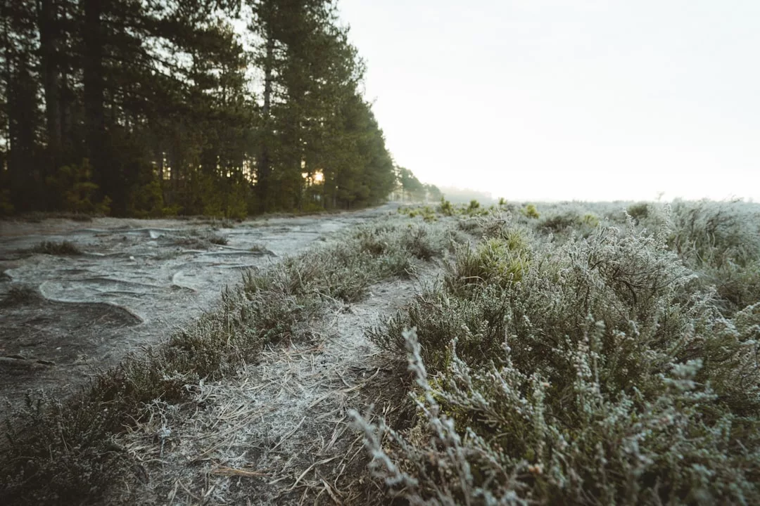 Mit Frost bedeckte Pflanzen und Bäume säumen einen Weg unter einem bewölkten Himmel in einer Winterlandschaft.