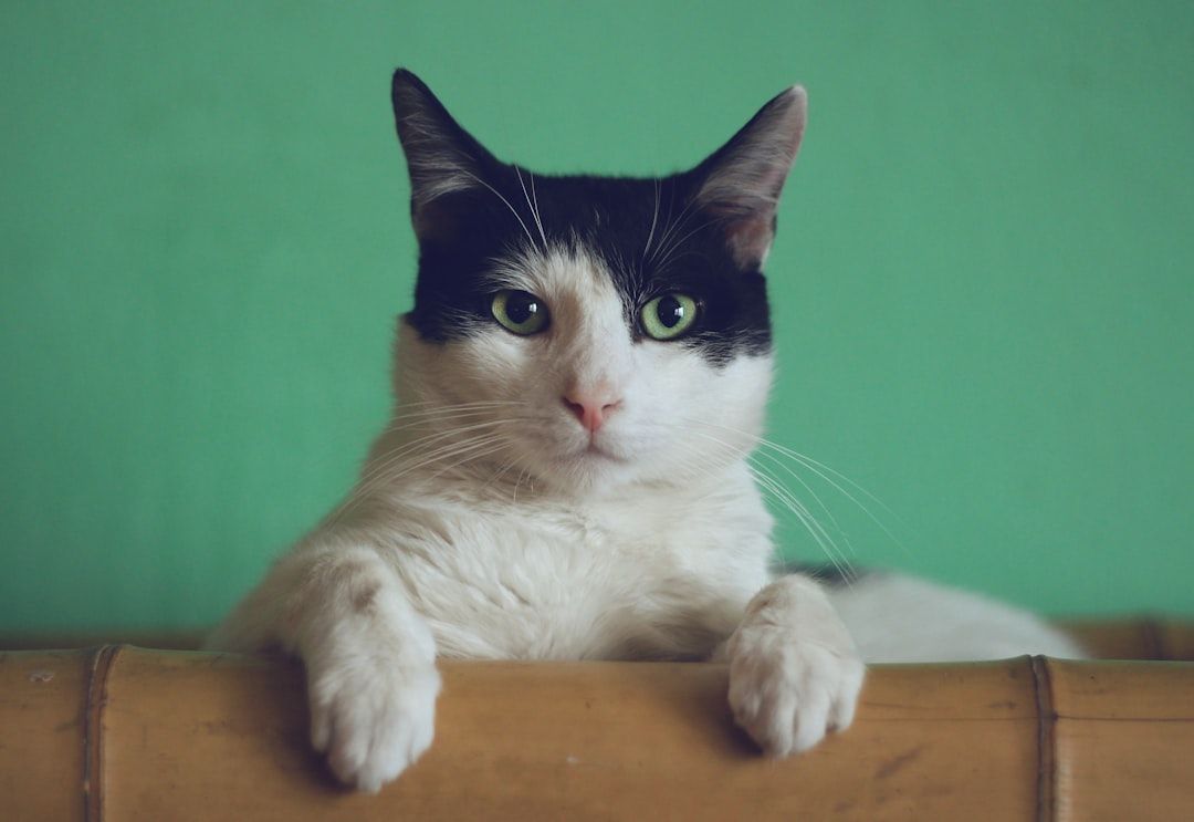 Eine schwarz-weiße Katze mit grünen Augen sitzt mit ihren Vorderpfoten auf einer Holzoberfläche und erweckt den Charme einer Aachener Gasse vor grünem Hintergrund.
