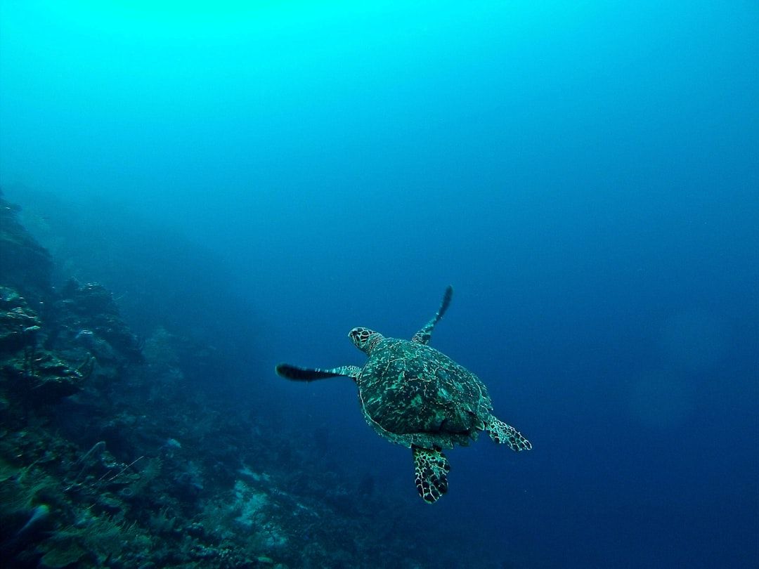 Eine Meeresschildkröte schwimmt unter Wasser in der Nähe eines Korallenriffs mit blauem Wasser im Hintergrund, was an die ruhige Atmosphäre der Aachener Thermalquellen erinnert.