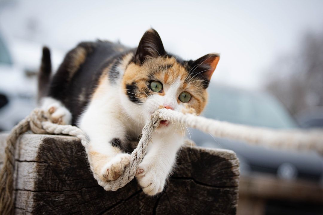 Eine dreifarbige Katze beißt und kratzt mit der Pfote an einem dicken Seil, während sie auf einem verwitterten Holzpfosten sitzt, der an die charmanten Straßenecken in Aachen erinnert.