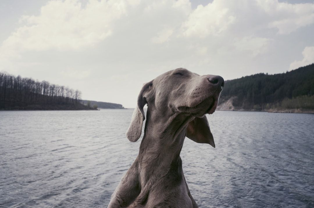 Ein Hund mit geschlossenen Augen steht neben einem Gewässer mit bewaldetem Ufer im Hintergrund unter leicht bewölktem Himmel und erinnert an die ruhige Landschaft rund um Aachen.