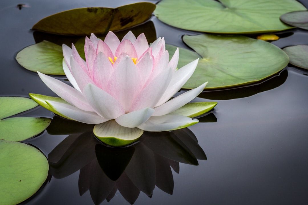 Eine hellrosa Seerose schwimmt auf einem ruhigen Teich in Aachen, umgeben von großen grünen Seerosenblättern.