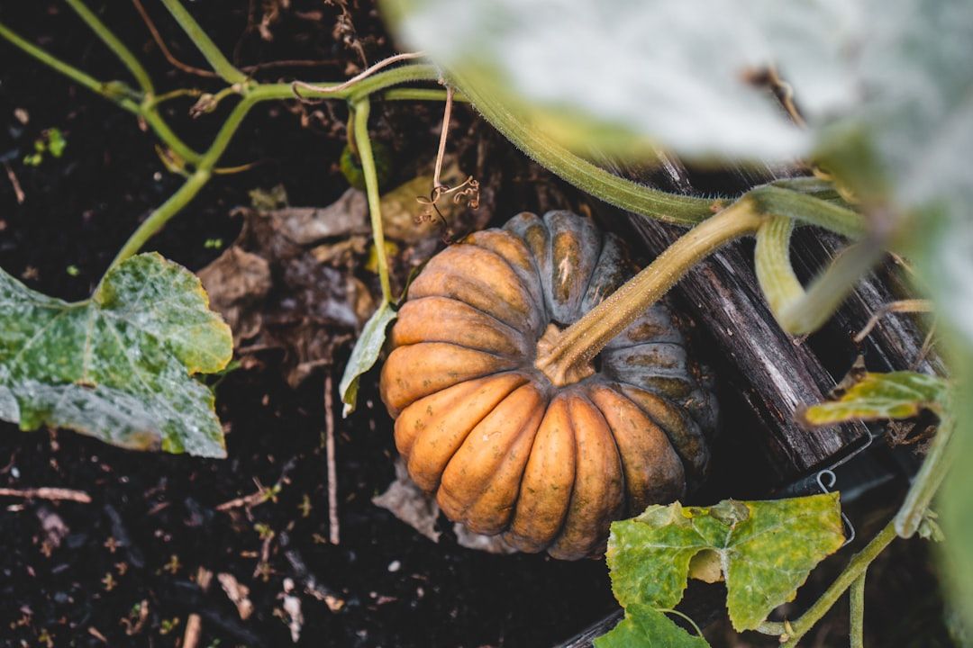 Ein reifer Kürbis mit grünem Stiel wächst umgeben von Blättern an einer Ranke in einem Garten und erinnert an das üppige Grün der reizvollen Landschaft Aachens.