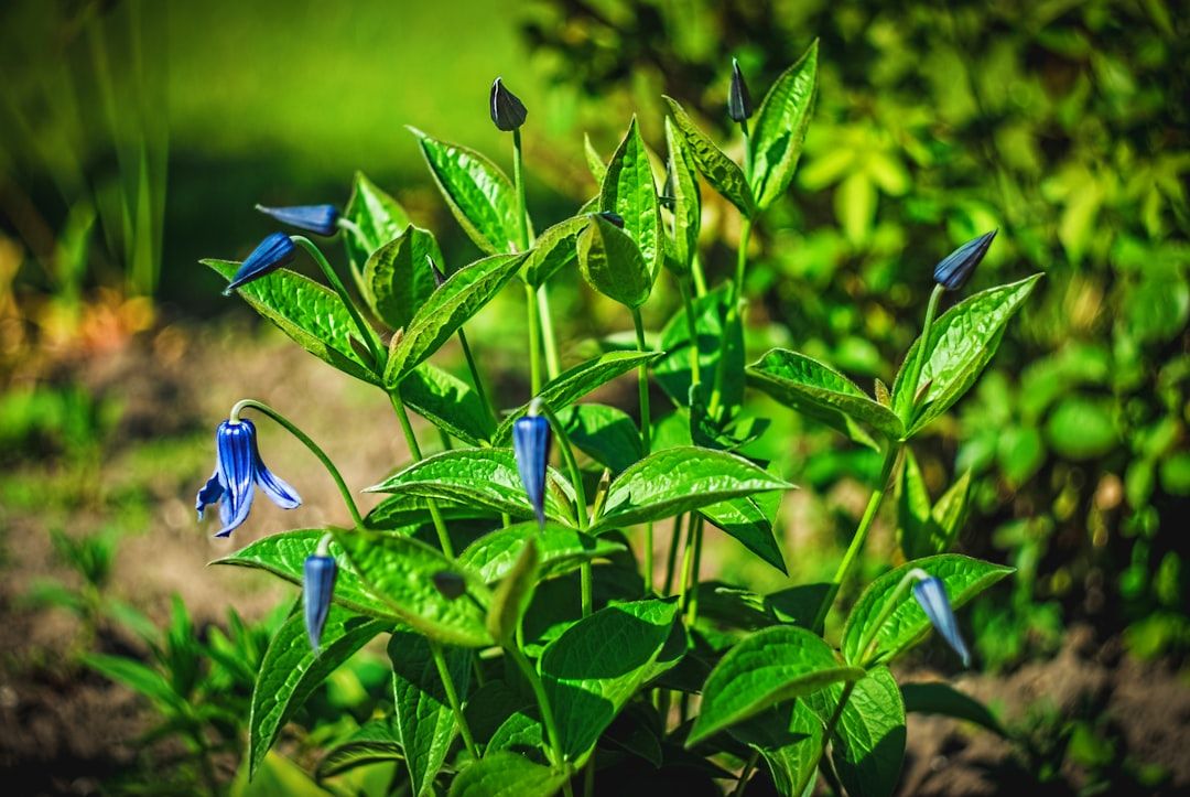 Eine Pflanze mit grünen Blättern und mehreren kleinen blauen Blüten (geknospt und eine voll erblüht), in einem Aachener Garten mit verschwommenem grünen Hintergrund.