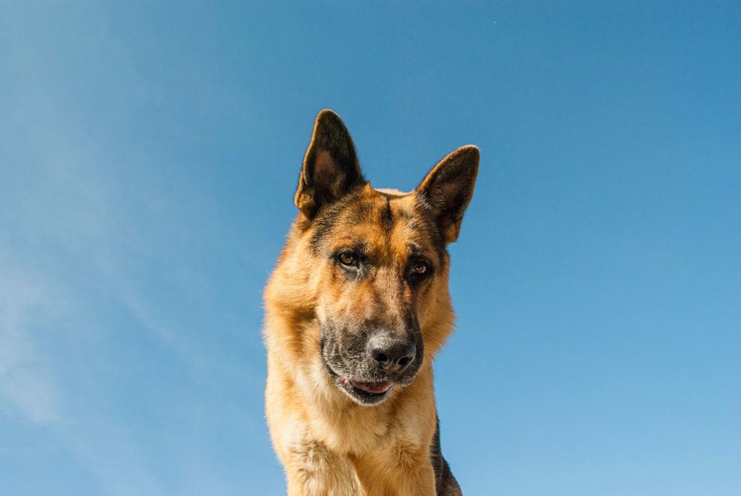 Eine Nahaufnahme eines Deutschen Schäferhundes mit einem blauen Himmel im Hintergrund, die seinen majestätischen Blick einfängt, als stünde er fest in Aachen.