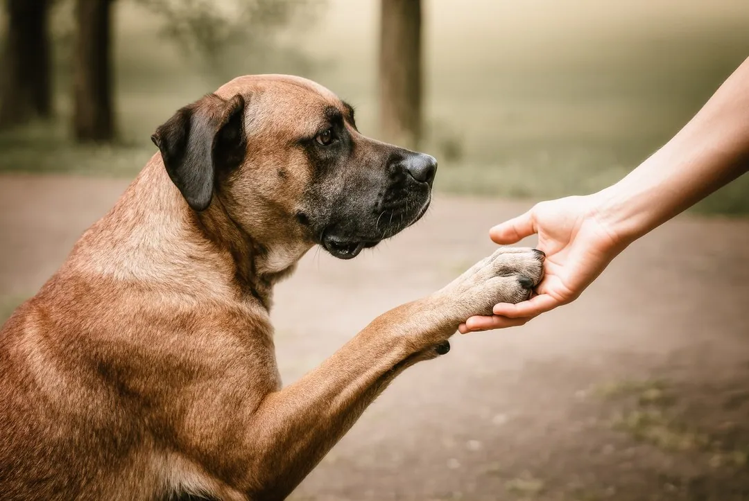 Effektives Haustierverhaltenstraining: Tipps und Tricks