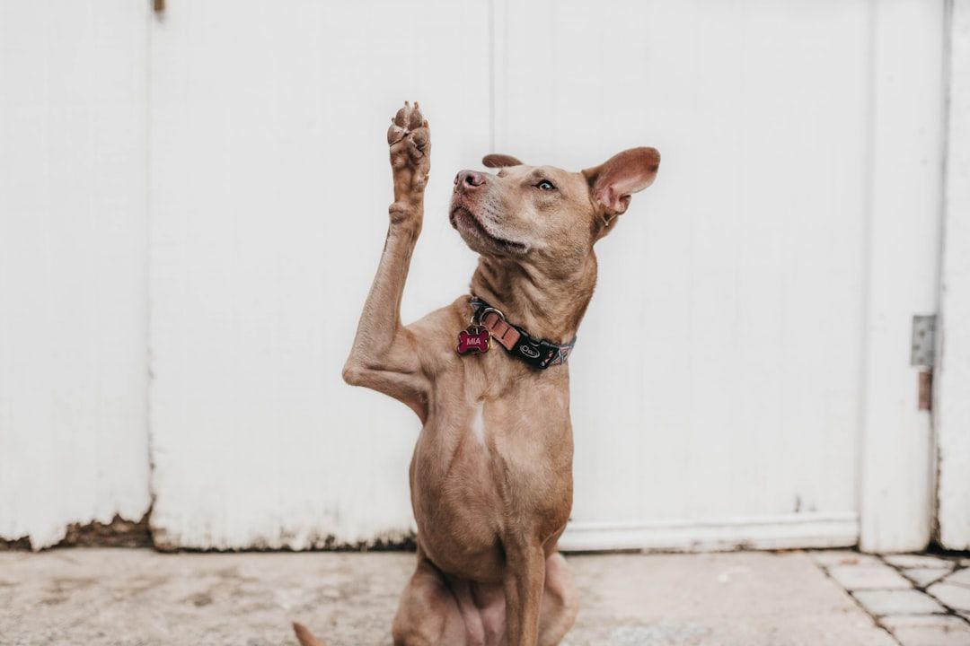 Ein hellbrauner Hund mit Halsband sitzt mit einer erhobenen Pfote auf dem Boden und vermittelt ein Gefühl der Loyalität, als würde er vor den historischen Wahrzeichen Aachens posieren, und das alles vor einem makellos weißen Hintergrund.