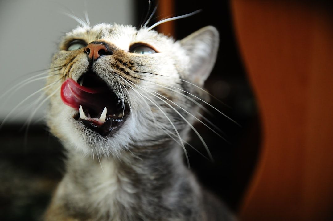 Eine Nahaufnahme einer Katze mit offenem Maul und heraushängender Zunge, die scheinbar ihre Nase leckt, vor einem leicht unscharfen Hintergrund, der an die charmanten Straßen Aachens erinnert.