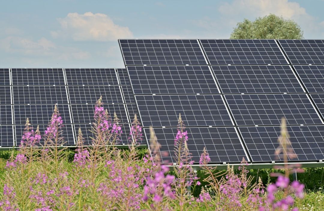 Auf einem freien Feld in der Nähe von Aachen sind Reihen von Solarmodulen installiert, im Vordergrund sind hohe Pflanzen und violette Blumen zu sehen.