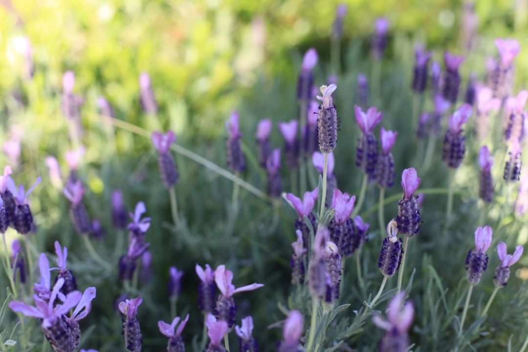 Nahaufnahme eines Gartens in Aachen voller blühender Lavendelblüten, der leuchtend violette Blütenblätter vor grünem Laub zur Schau stellt.