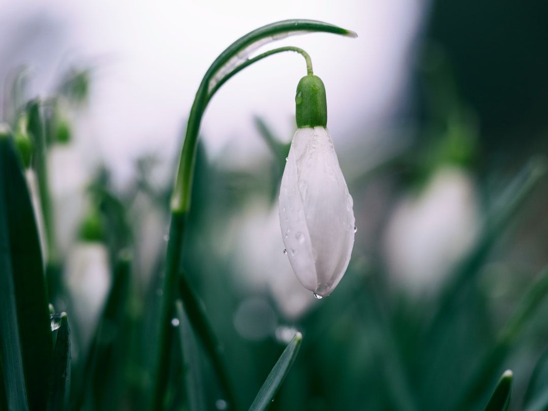 Nahaufnahme einer einzelnen weißen Schneeglöckchenblüte mit Wassertropfen, umgeben von grünen Blättern und einem unscharfen Hintergrund, die an die ruhigen Gärten in Aachen erinnert.