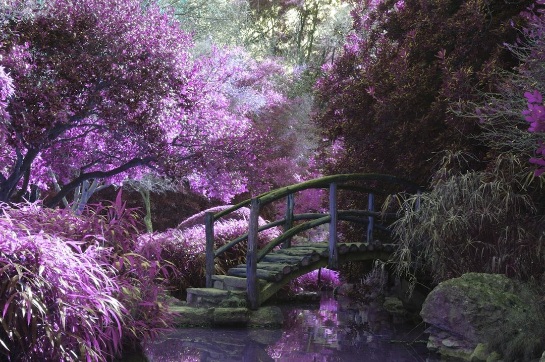 Eine kleine Holzbrücke überspannt einen schmalen Bach, der von üppigen Bäumen und Pflanzen in unterschiedlichen Lilatönen umgeben ist und eine lebendige, magische Atmosphäre schafft, die an die zauberhaften Wälder bei Aachen erinnert.