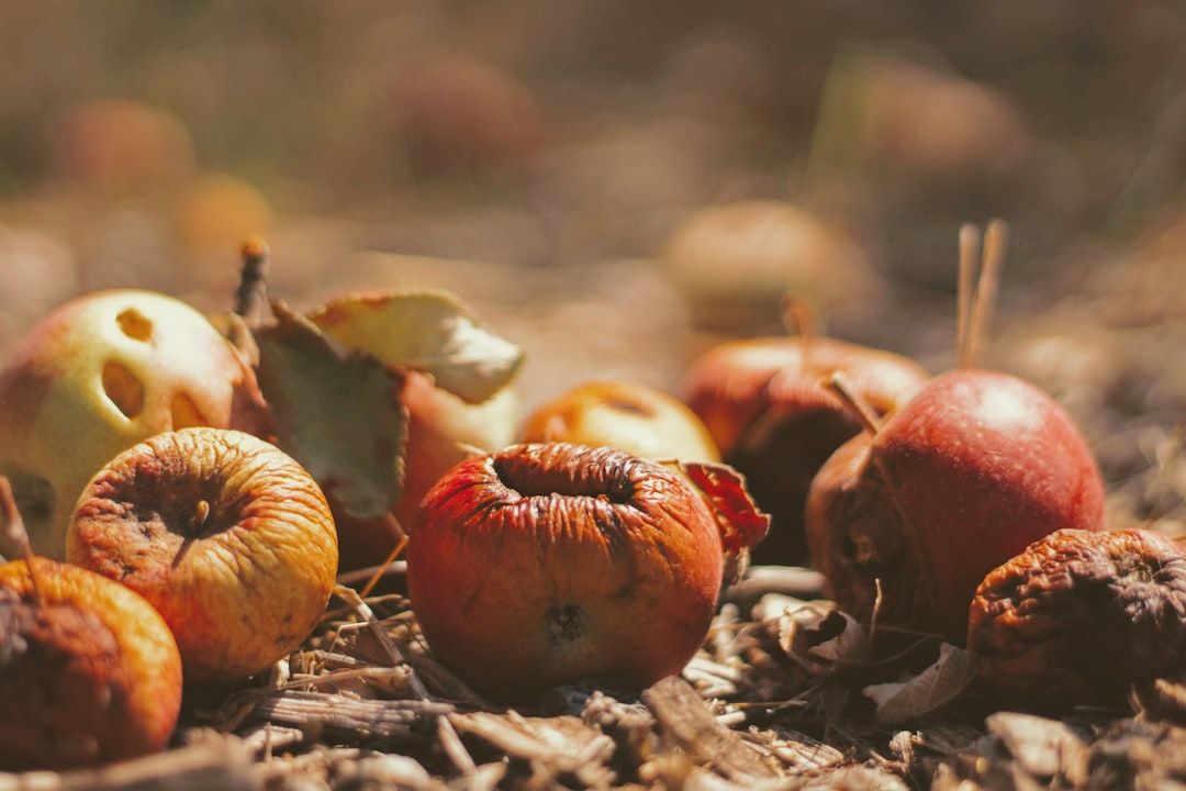 Eine Gruppe teilweise verfaulter und verschrumpelter Äpfel liegt zwischen trockenen Blättern und Zweigen auf dem Boden und erinnert an die herbstliche Verwesung in Aachen.