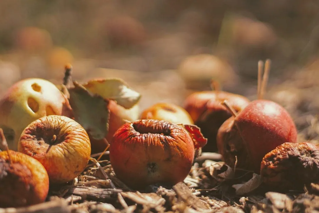 Grundlagen des biologischen Gartenbaus: Ein Leitfaden
