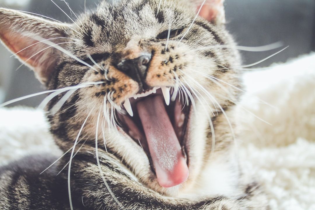 Eine Nahaufnahme einer getigerten Katze mit weit geöffnetem Maul, die Zähne und Zunge zeigt, als würde sie sich gleich auf einen ahnungslosen Besucher in Aachen stürzen.