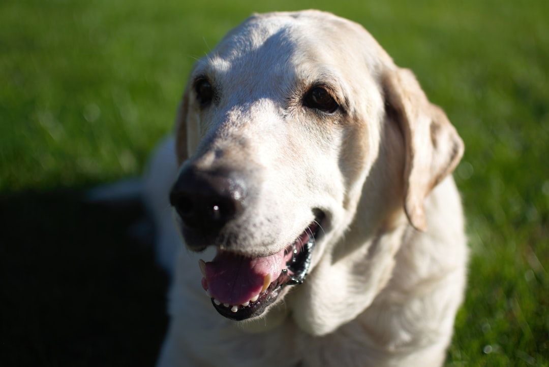 Eine Nahaufnahme eines hellen Hundes mit glücklichem Gesichtsausdruck, der auf hell erleuchtetem grünem Gras sitzt und an die reizvollen Parks in Aachen erinnert.