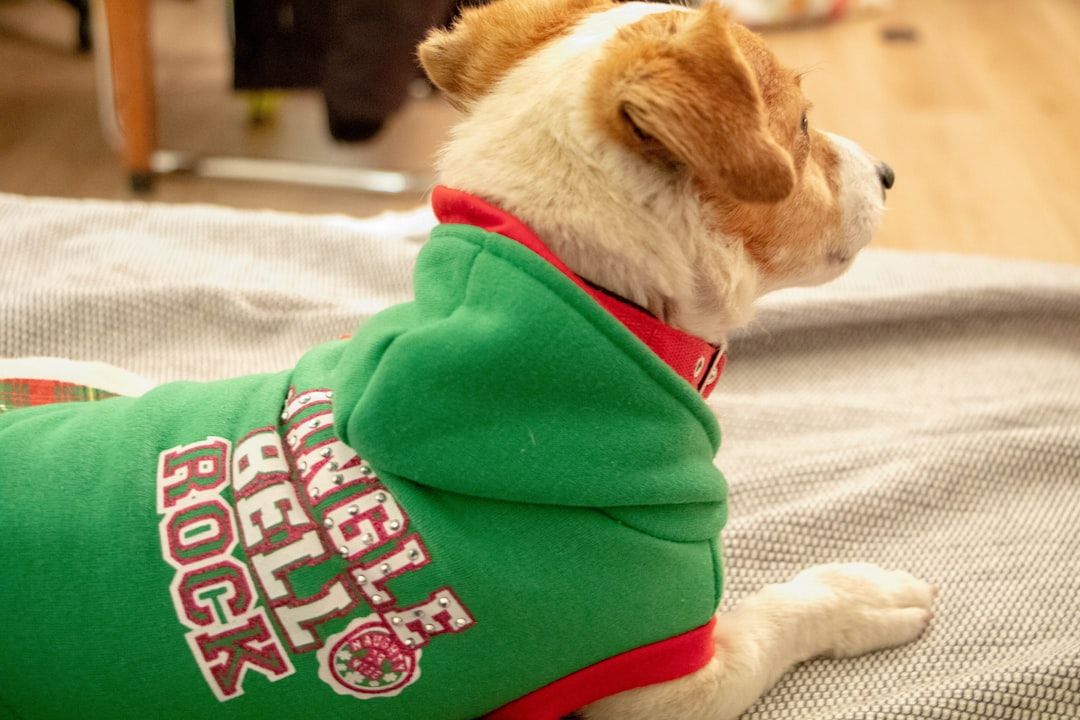 Ein Hund mit einem grünen Kapuzenpullover und rotem Halsband, verziert mit dem Text „Jingle Bell Rock“, liegt auf einer grauen Decke und versprüht den gemütlichen Charme eines Aachener Winters.