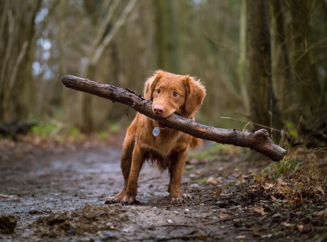 Ein Hund steht auf einem Feldweg in einem Wald bei Aachen und hält einen großen Stock im Maul.