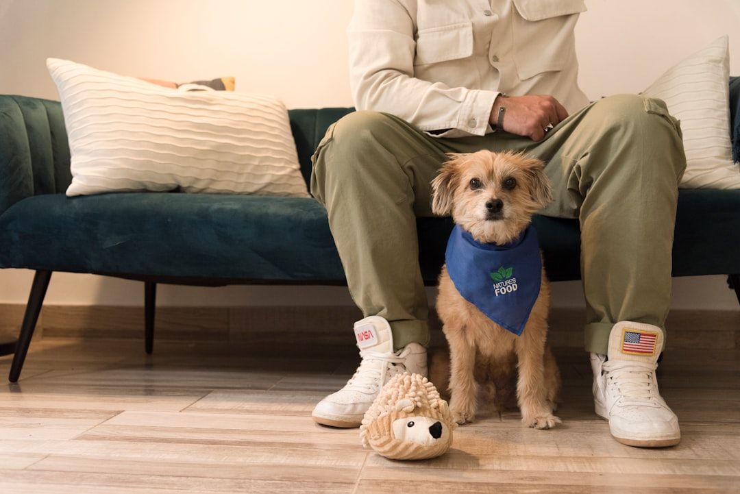 Ein kleiner Hund mit blauem Halstuch sitzt neben einem Plüschtier auf dem Boden, davor räkelt sich ein Mensch auf einem blauen Sofa, was an die gemütlichen Wohnhäuser in Aachen erinnert.