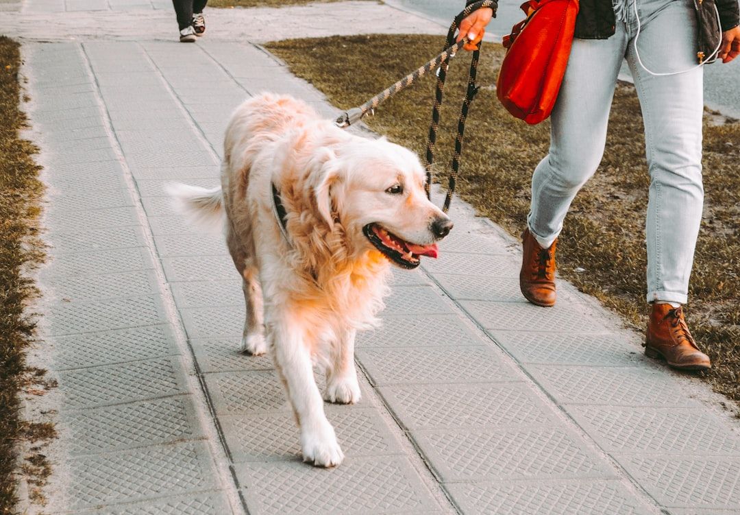 Eine Person führt einen Golden Retriever an der Leine auf einem Gehweg in Aachen spazieren. Der Hund hat ein hellbraunes Fell und die Person trägt Jeans und braune Schuhe.