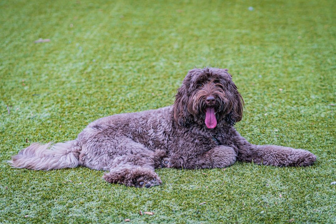 Ein flauschiger brauner Hund mit lockigem Fell liegt hechelnd und mit heraushängender Zunge auf einer Wiese in Aachen.