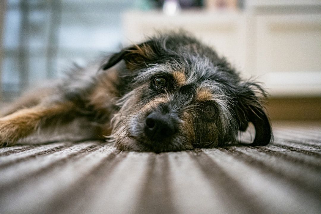 Ein zotteliger Hund mit braungrauem Fell liegt auf einem gestreiften Teppich in Aachen, legt seinen Kopf auf den Boden und blickt in die Kamera.