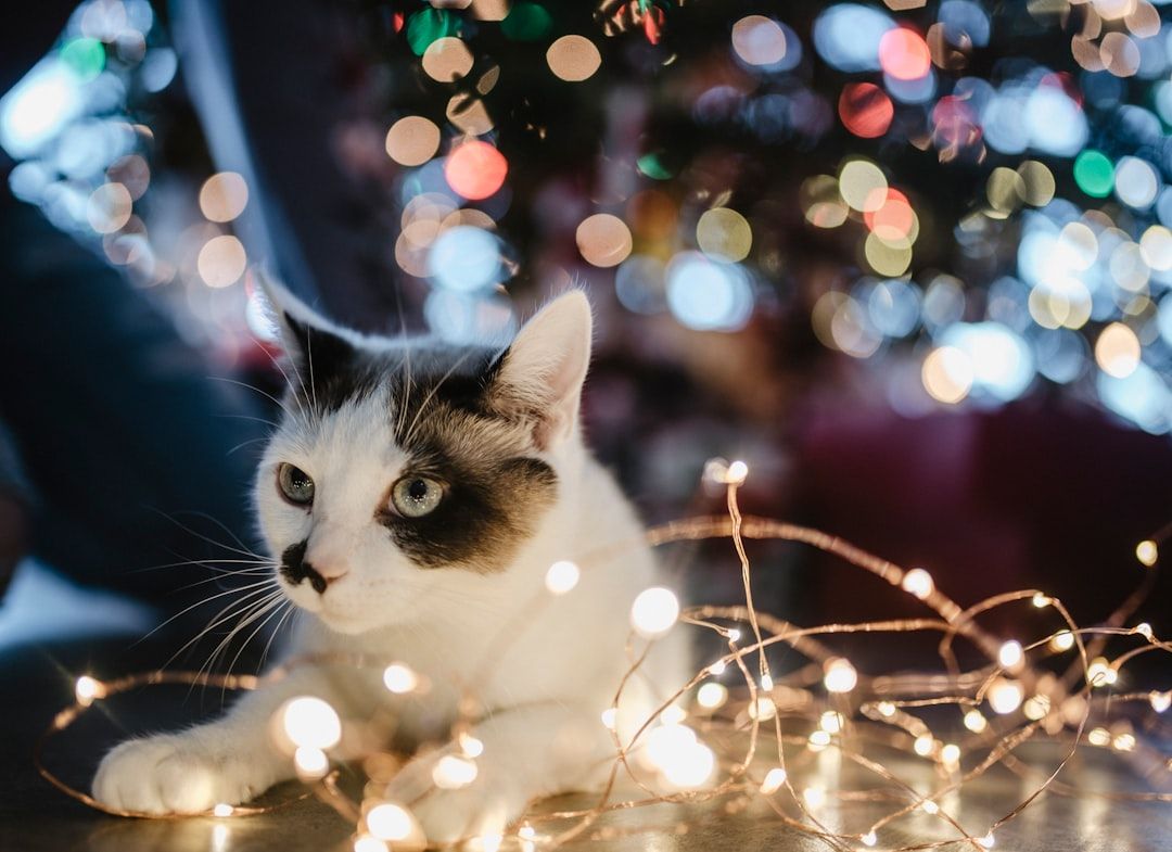 Eine schwarz-weiße Katze aus Aachen liegt auf dem Boden, umgeben von leuchtenden Lichterketten und im Hintergrund ist ein unscharfer Weihnachtsbaum zu sehen.