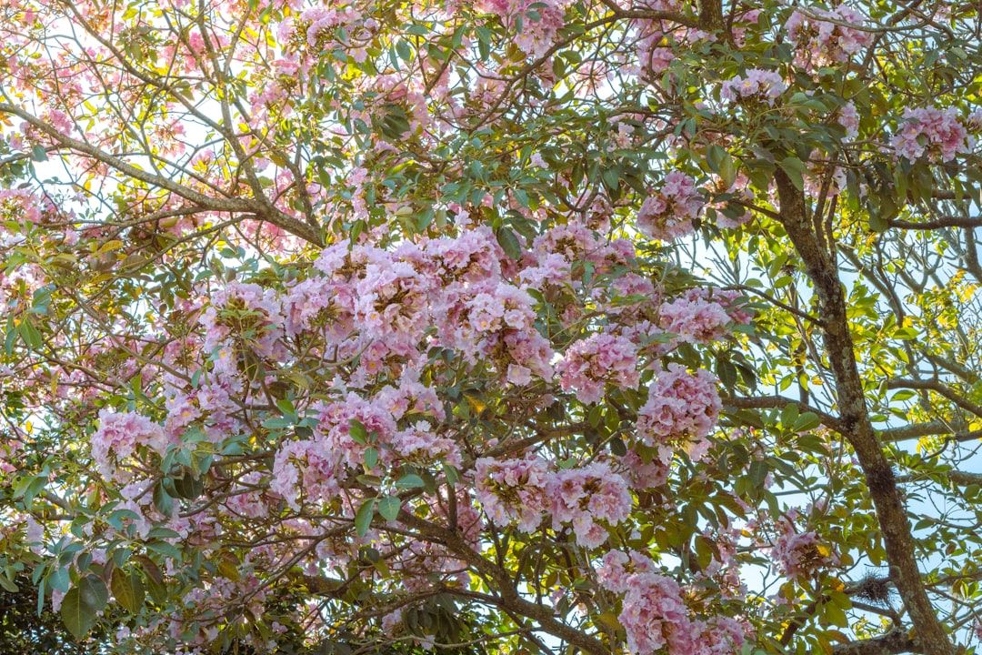 Das Bild zeigt einen blühenden Baum voller rosa Blüten und grüner Blätter unter einem klaren Himmel, der an den Frühling in Aachen erinnert.