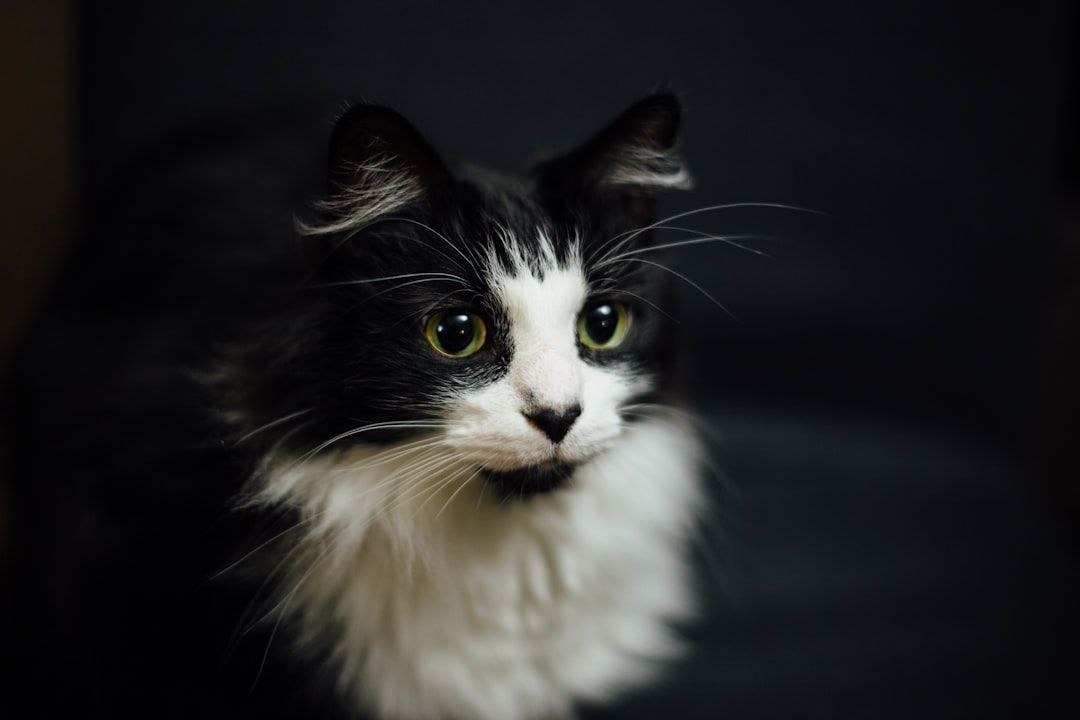 Eine schwarz-weiße Katze mit großen grünen Augen und langem Fell blickt vor einem dunklen Hintergrund zur Seite und erinnert an den Charme des historischen Aachen.