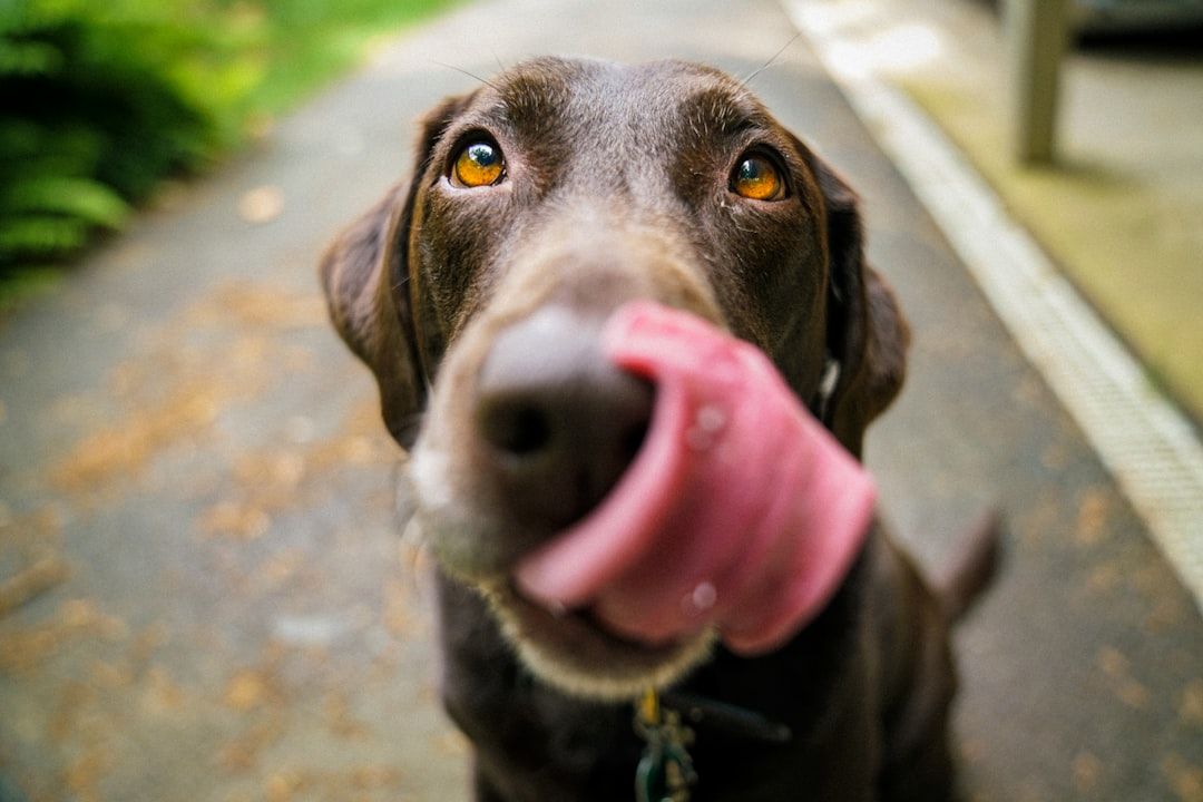 Nahaufnahme eines braunen Hundes mit heraushängender Zunge, der sich die Nase leckt, auf einem Außenweg mit grünem Hintergrund, erinnert an einen malerischen Spaziergang durch Aachen.