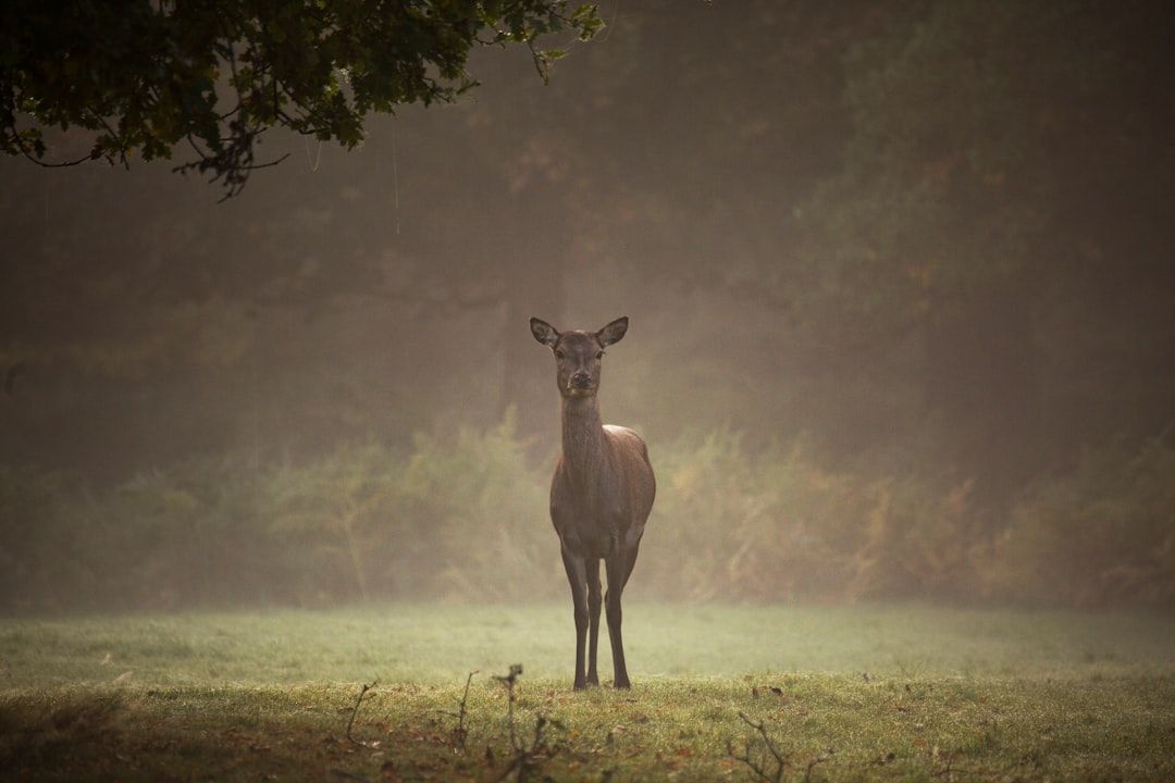 Ein Reh steht allein auf einer Wiese in einem nebligen Wald am Stadtrand von Aachen. Im Hintergrund sind Bäume zu sehen.