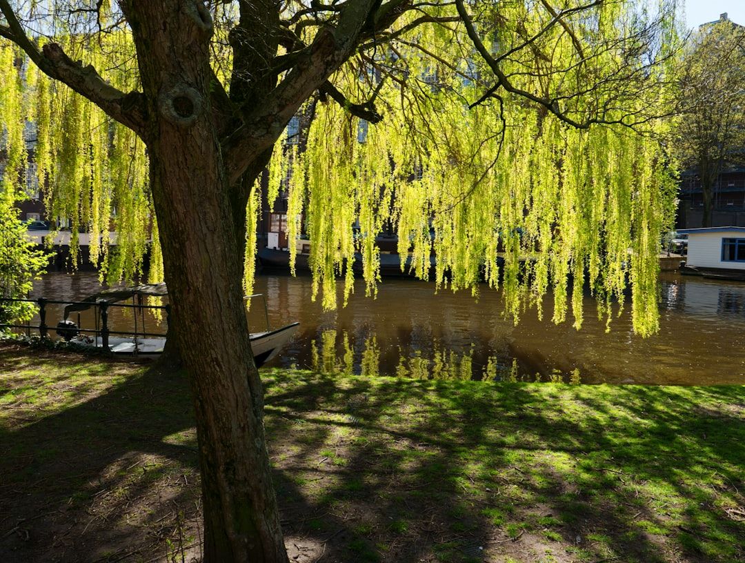 Ein großer Baum mit herabhängenden grünen Blättern steht an einem ruhigen Fluss und wirft Schatten auf das Gras darunter, was an die heiteren Landschaften bei Aachen erinnert.