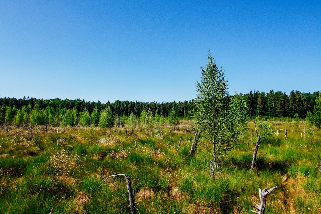 Eine Wiese mit grünen Gräsern und vereinzelten kleinen Bäumen unter einem klaren blauen Himmel, die an die ruhige Landschaft bei Aachen erinnert, im Hintergrund ist ein dichter Wald zu erkennen.