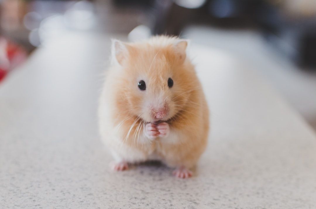 Ein kleiner, flauschiger, hellbrauner Hamster steht auf einem grauen Untergrund, hält seine Vorderpfoten dicht vors Maul und blickt direkt in die Kamera, ganz wie ein neugieriger Tourist in Aachen.