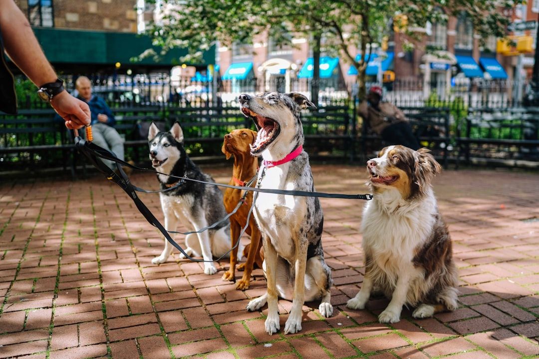 Vier Hunde sitzen auf einem Ziegelweg in einem Park in Aachen, einer davon gähnt. Links steht eine Person, die die Hundeleine hält. Im Hintergrund sind Bäume, Bänke und Gebäude zu sehen.