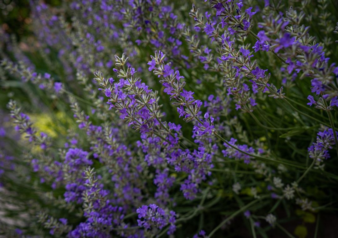 Nahaufnahme einer dichten Ansammlung blühender Lavendelpflanzen mit leuchtend violetten Blüten und grünem Laub, die an die malerischen Gärten in Aachen erinnern.