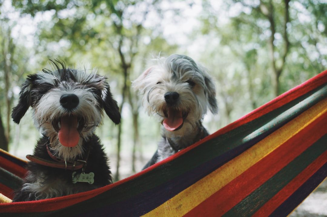 Zwei Hunde mit heraushängender Zunge stehen gemeinsam auf einer bunten Hängematte im Freien und genießen die grüne Umgebung, die an einen Aachener Park erinnert.
