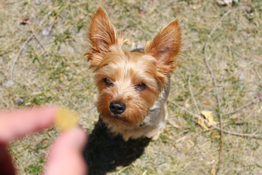 Ein kleiner Hund mit aufgestellten Ohren blickt aufmerksam auf eine Hand, die ein Leckerli hält, im Freien auf einer Grasfläche, die an einen ruhigen Park in Aachen erinnert.