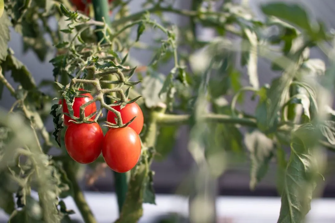 Tipps zum Gemüsegarten anlegen