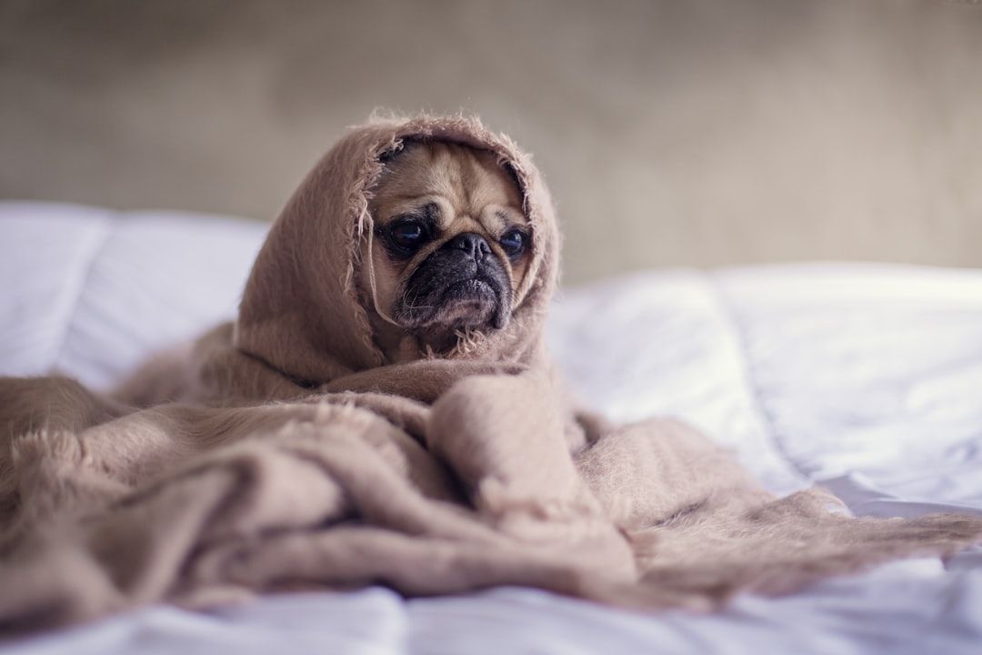 Ein in eine braune Decke gehüllter Mops sitzt auf einem weißen Bett in Aachen und blickt mit leicht traurigem Gesichtsausdruck geradeaus.
