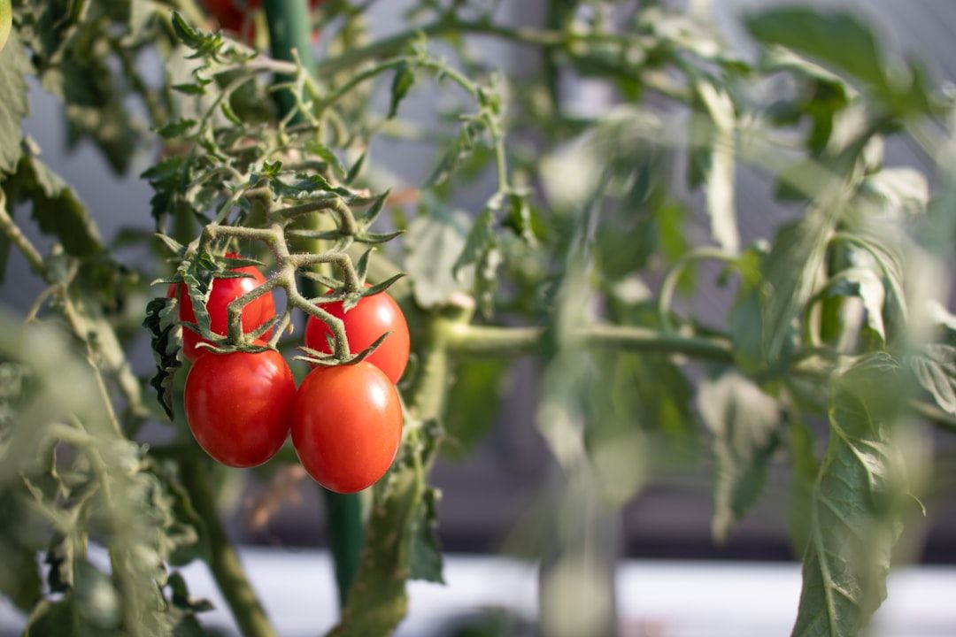 Nahaufnahme einer Gruppe reifer roter Tomaten, die an einer grünen Rebe inmitten von Blattwerk in einem Aachener Garten hängen.
