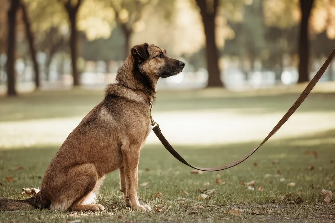 Umgang mit aggressivem Verhalten bei Hunden: Tipps und Empfehlungen