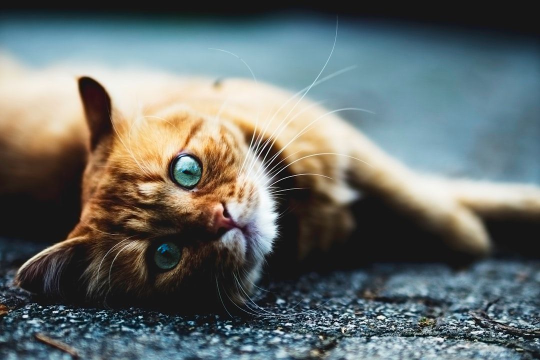 Eine orangefarbene Katze mit grünen Augen liegt in Aachen auf dem Boden und blickt mit entspanntem Gesichtsausdruck in die Kamera.