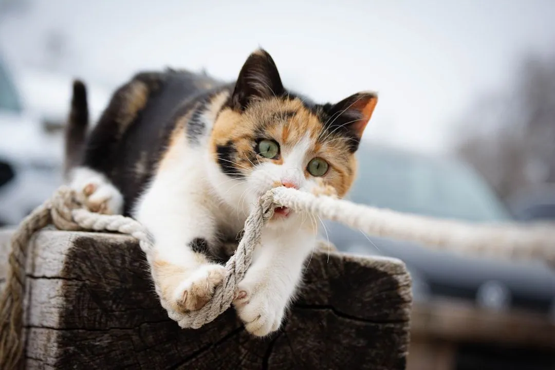 Das Verhalten von Katzen: Einblicke und Tipps