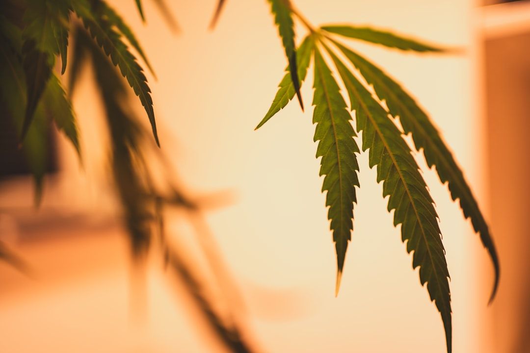 Nahaufnahme von grünen Cannabisblättern auf einem Pflanzenzweig mit unscharfem Hintergrund, die an die ruhigen Landschaften von Aachen erinnern.